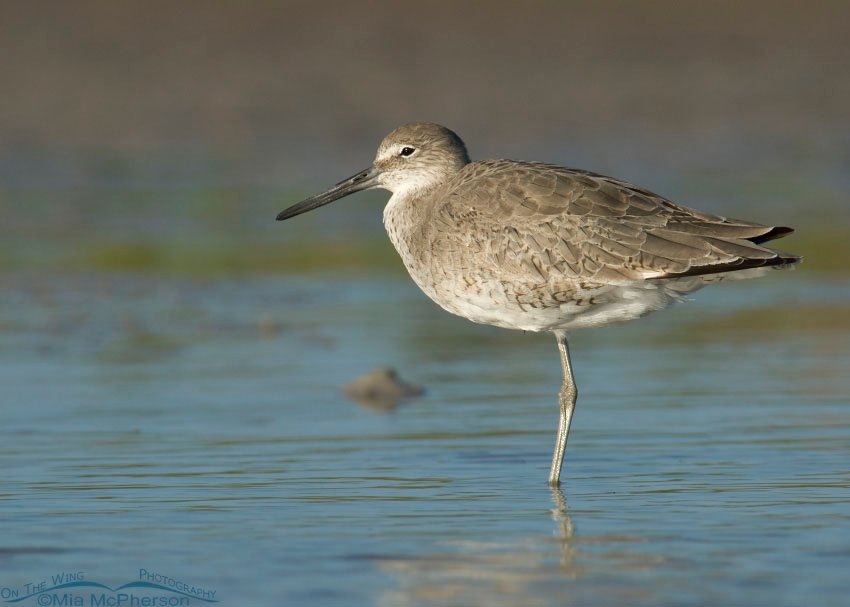 Willet resting in a quiet lagoon in Florida, Fort De Soto County Park, Pinellas County, Florida