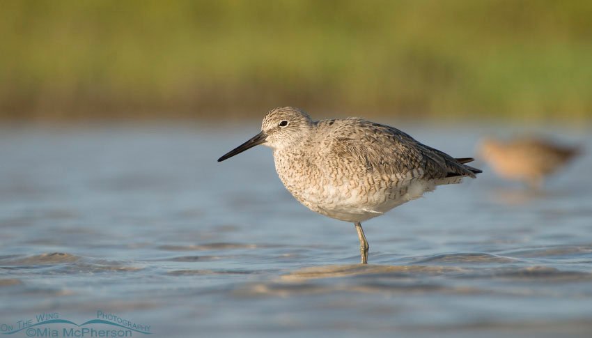 Resting Willet in Florida, Fort De Soto County Park, Pinellas County, Florida
