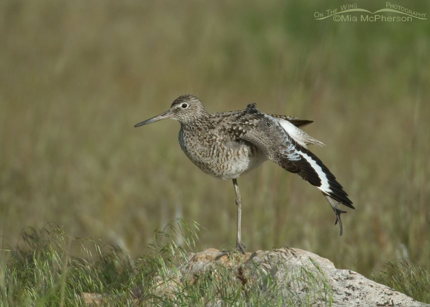 Willet stretching in the grasses, Antelope Island State Park, Davis County, Utah