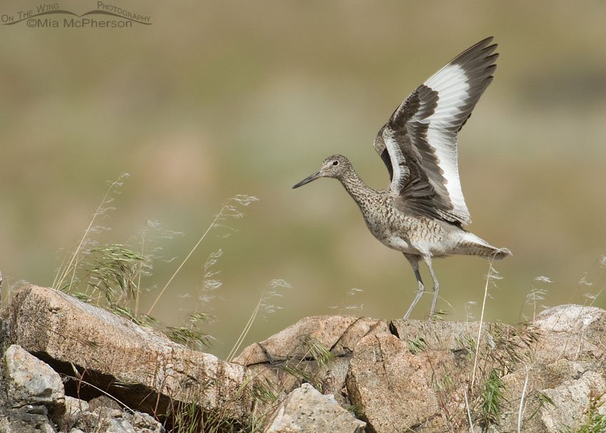 Willet on the rocks of Antelope Island State Park, Davis County, Utah