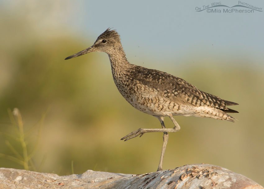 Sun kissed Willet, Antelope Island State Park, Davis County, Utah