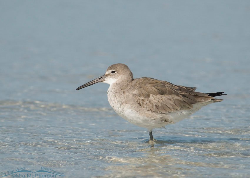 Willet resting on a sandbar, Fort De Soto County Park, Pinellas County, Florida