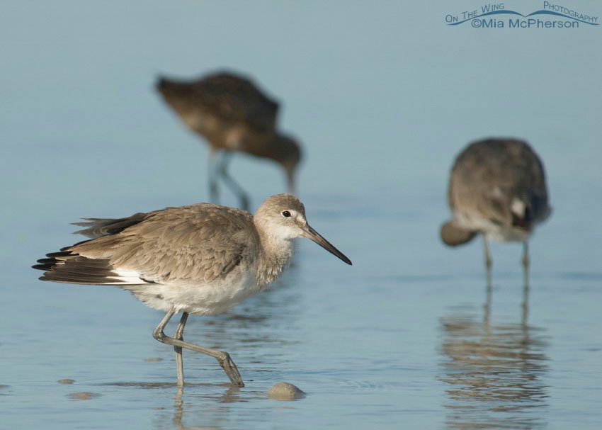 Willet sneaking by, Fort De Soto County Park, Pinellas County, Florida