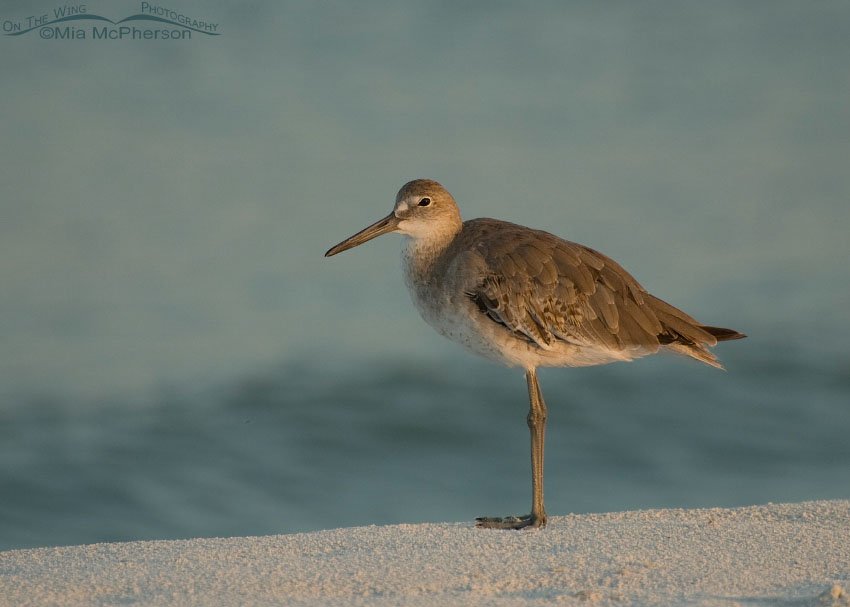 Solitary Willet in soft morning light, Fort De Soto County Park, Pinellas County, Florida