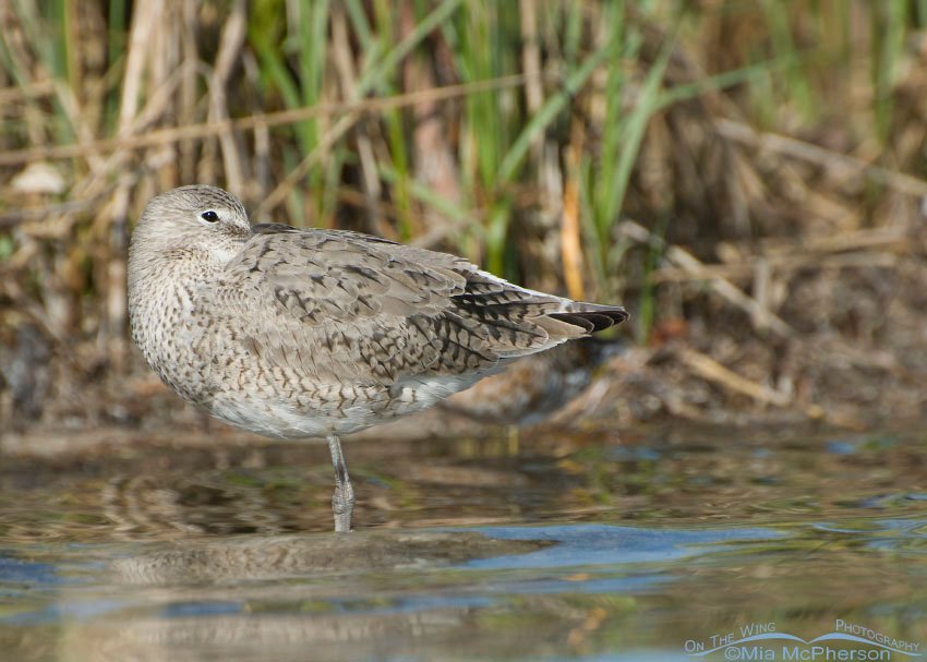 Willet resting near the spartina, Fort De Soto County Park, Pinellas County, Florida