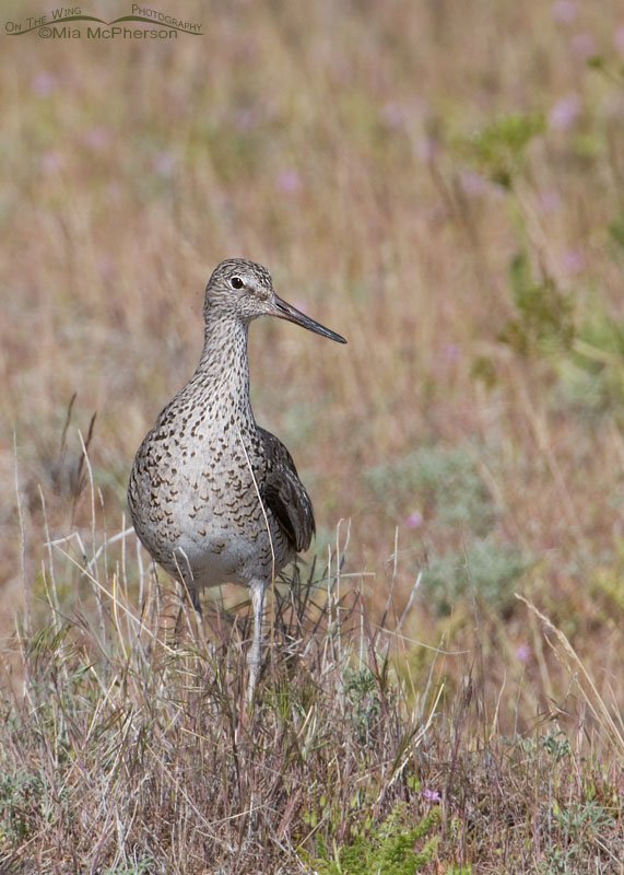 Willet on Antelope Island in May, Davis County, Utah