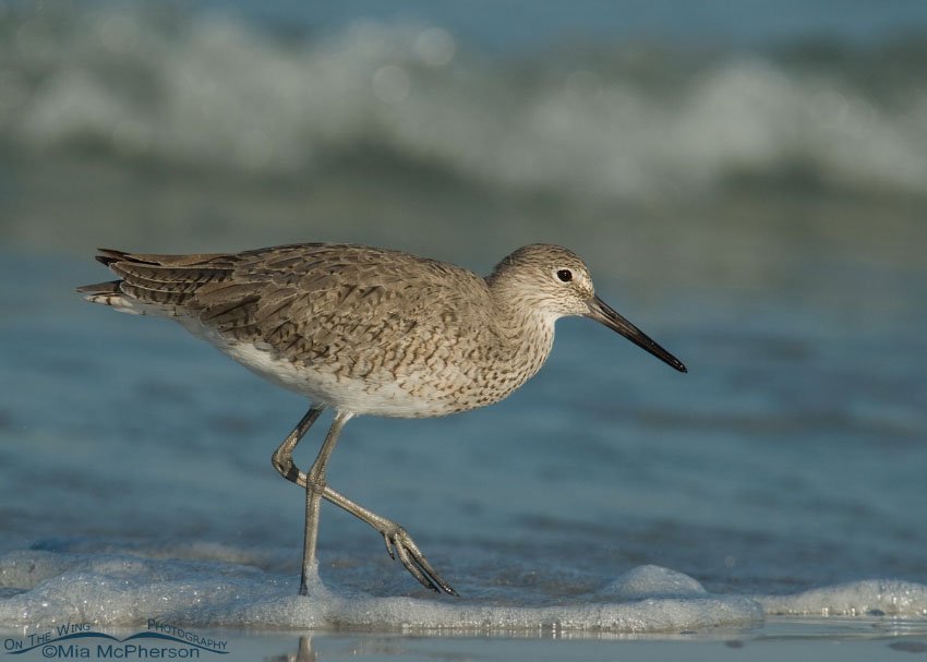 Willet walking in the surf, Fort De Soto County Park, Pinellas County, Florida