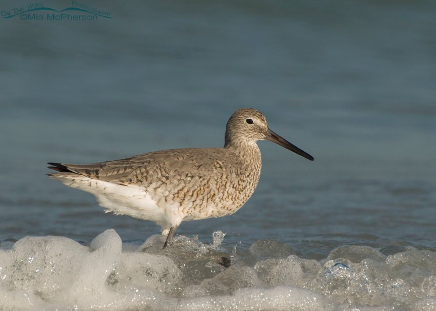 Willet in the surf of the Gulf of Mexico, Fort De Soto County Park, Pinellas County, Florida