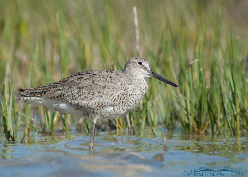 Willet with head tilted, Fort De Soto County Park, Pinellas County, Florida