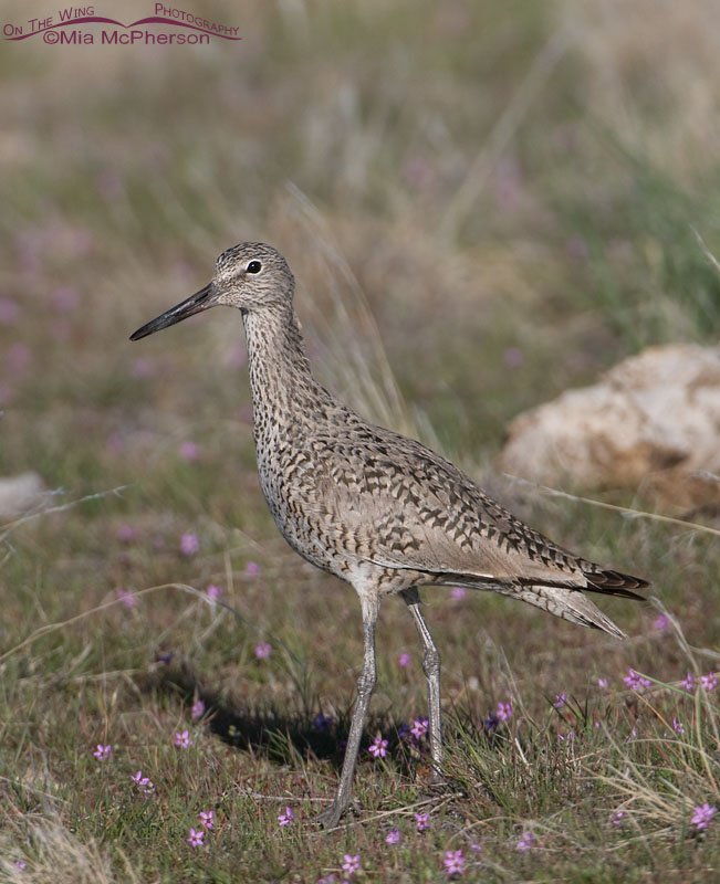 Willet and filaree, Antelope Island State Park, Davis County, Utah