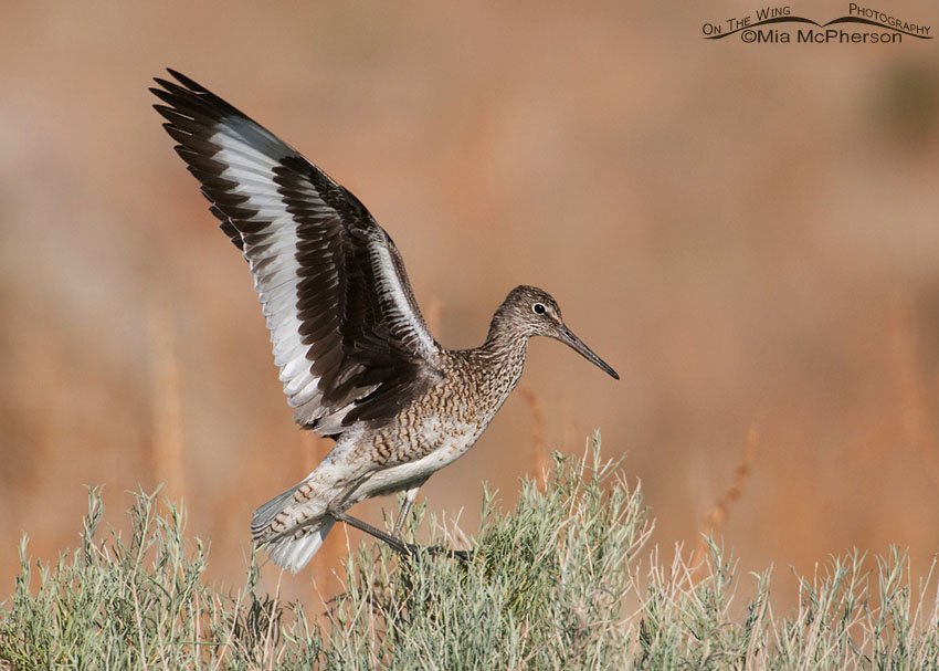 Willet getting balanced, Antelope Island State Park, Davis County, Utah