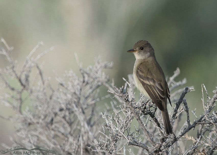 Willow Flycatcher on Antelope Island, Antelope Island State Park, Davis County, Utah