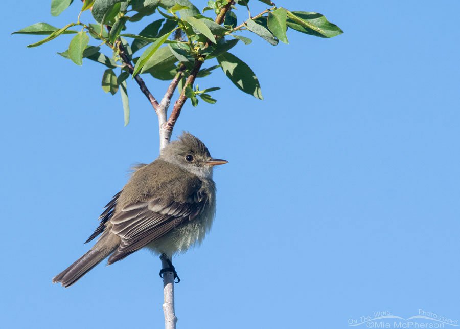 Willow Flycatcher and a bright blue sky, Wasatch Mountains, Summit County, Utah