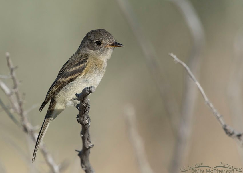 Willow Flycatcher perched on a twig, Antelope Island State Park, Davis County, Utah