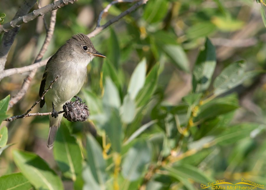 Willow Flycatcher hunting prey from a willow perch, Wasatch Mountains, East Canyon, Morgan County, Utah