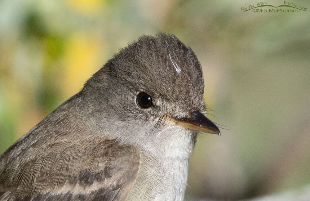 Willow Flycatcher with poop on its head, Wasatch Mountains, Summit County, Utah