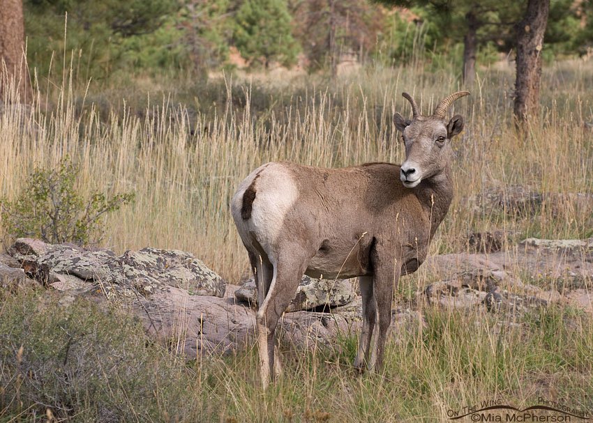 Bighorn Sheep ewe at Flaming Gorge National Recreation Area in Daggett County, Utah
