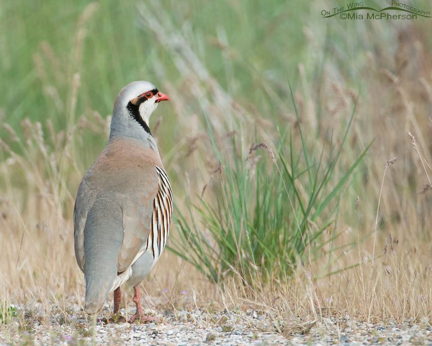 One of my first Chukar images, photographed on a visit to Antelope Island before I moved to Utah