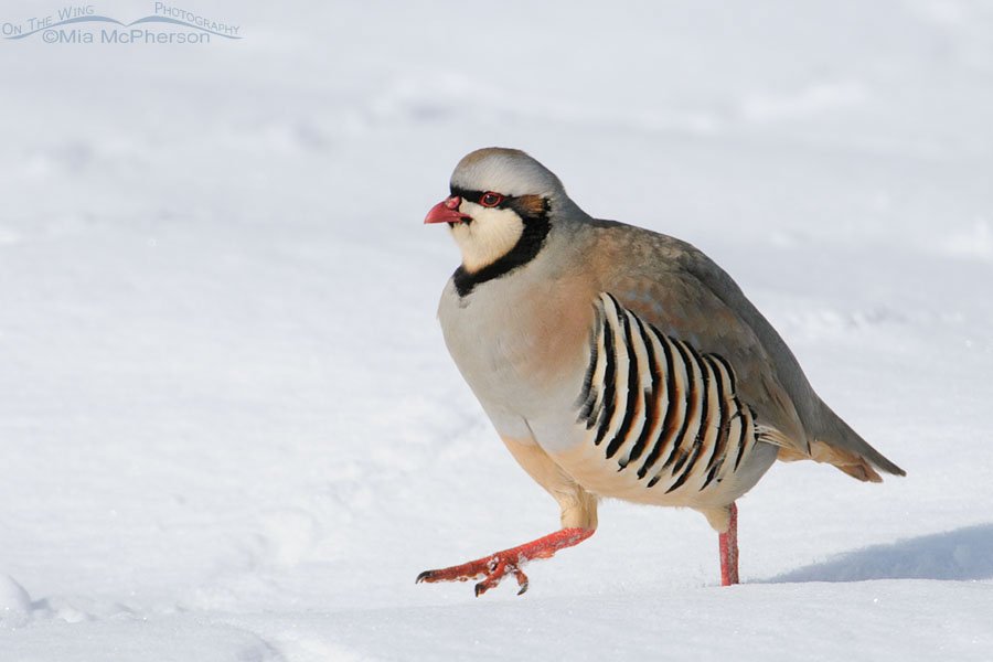 Chukar walking in deep snow, Antelope Island State Park, Davis County, Utah