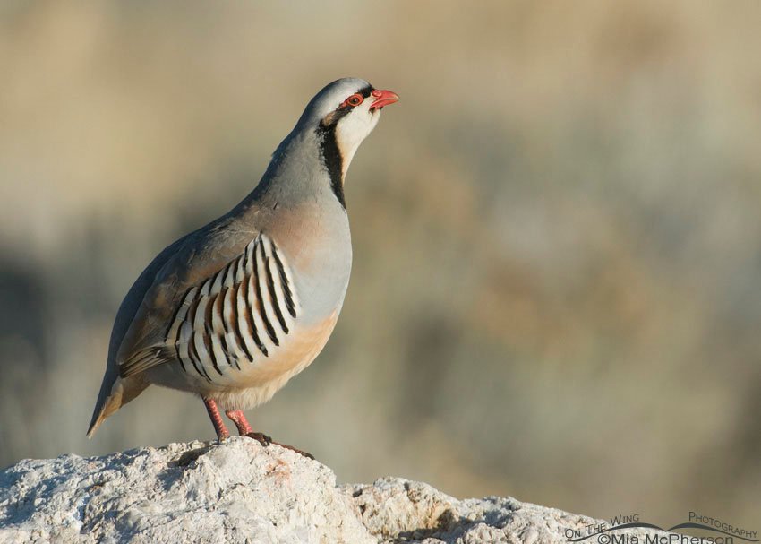 Calling Chukar in early April on Antelope Island State Park, Utah