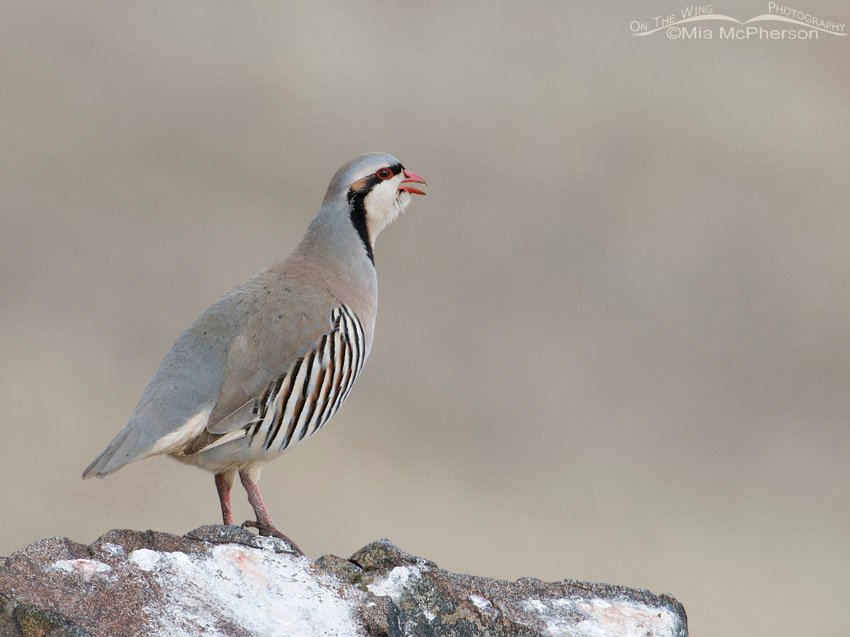Chukar clucking high on a rock on Antelope Island State Park, Utah