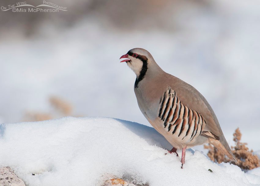 Chukar calling in the snow on a bright winter day, Antelope Island State Park, Davis County, Utah