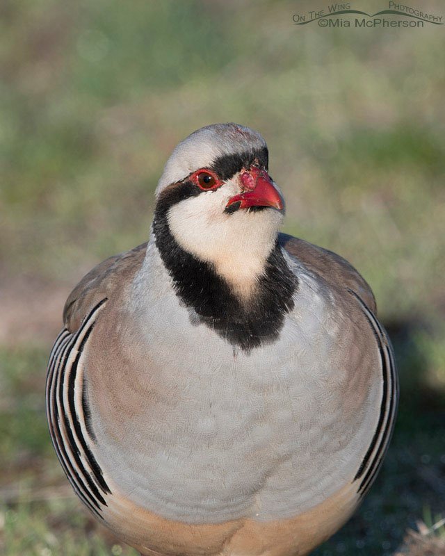 Chukar close up March 2017, Antelope Island State Park, Davis County, Utah