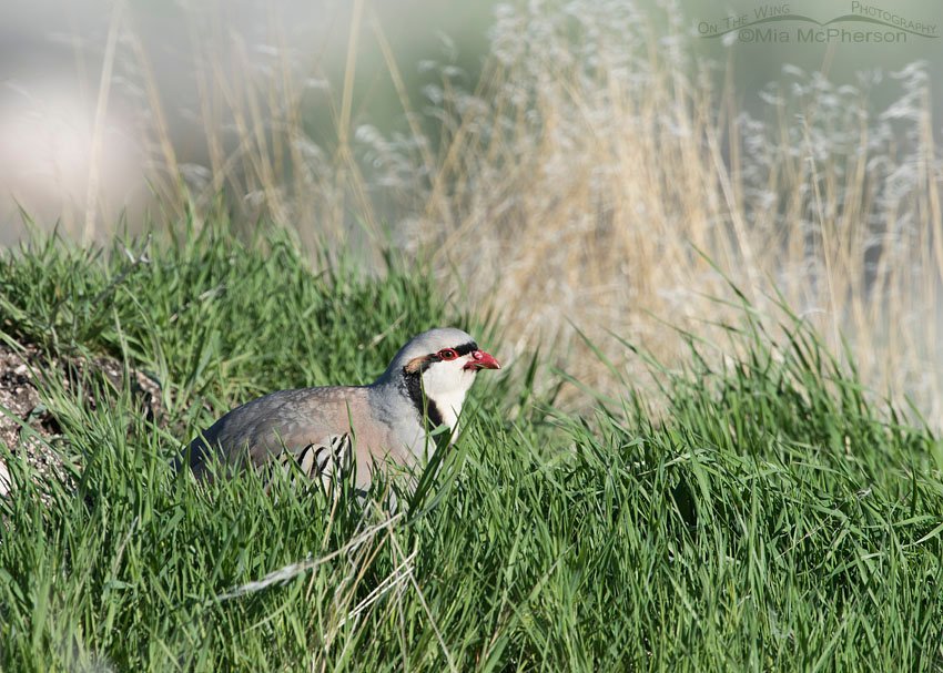 Chukar eating grass on a sunny day at Antelope Island State Park, Davis County, Utah