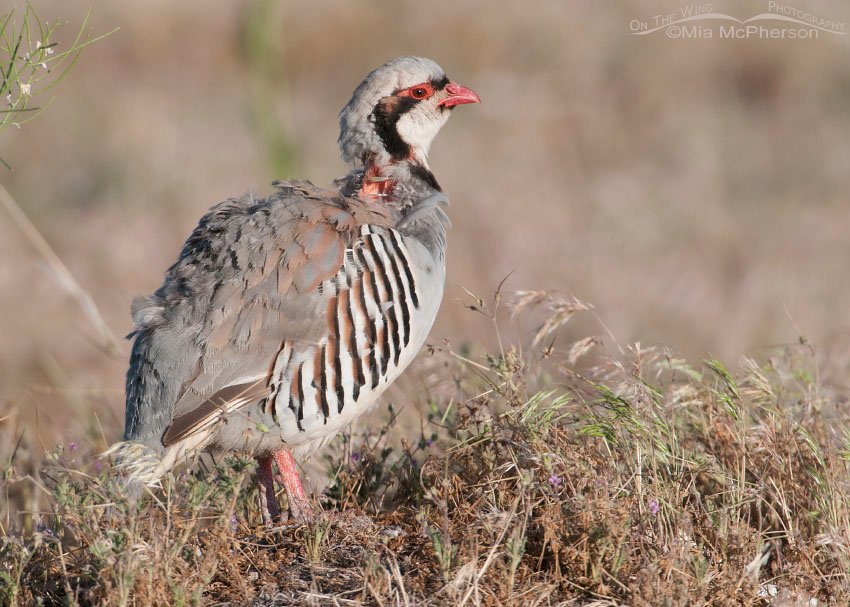 Adult Chukar showing feather damage, Antelope Island State Park, Davis County, Utah