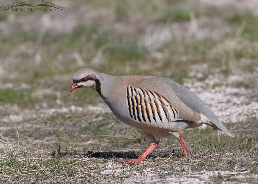 Chukar looking for food on Antelope Island State Park, Utah