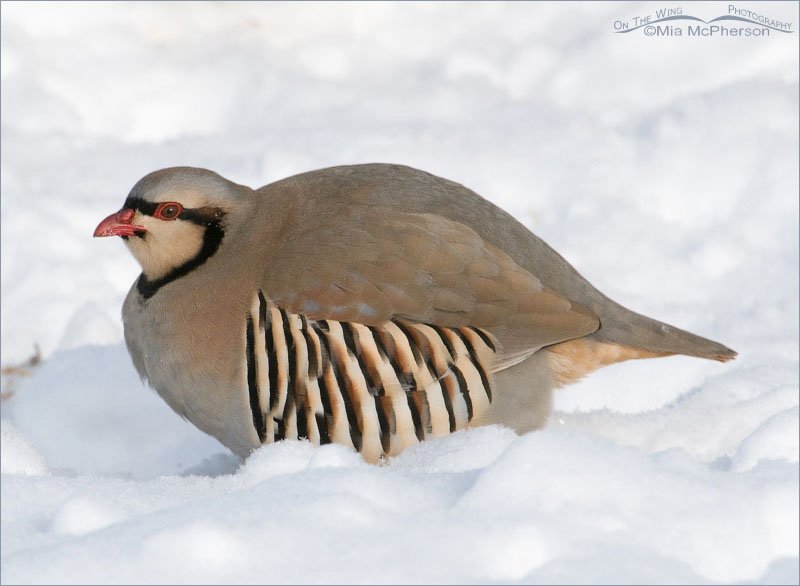 Antelope Island Chukar in the snow. Davis County, Utah