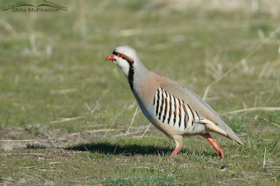 Chukar walking by in early spring, Antelope Island State Park, Davis County, Utah
