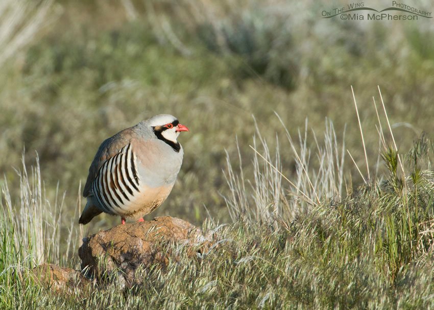 Chukar in a grassy setting on Antelope Island State Park in Davis County, Utah