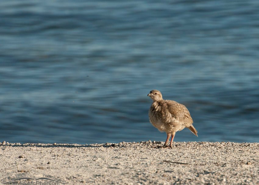 Great Salt Lake and juvenile Chukar, Antelope Island State Park, Davis County, Utah