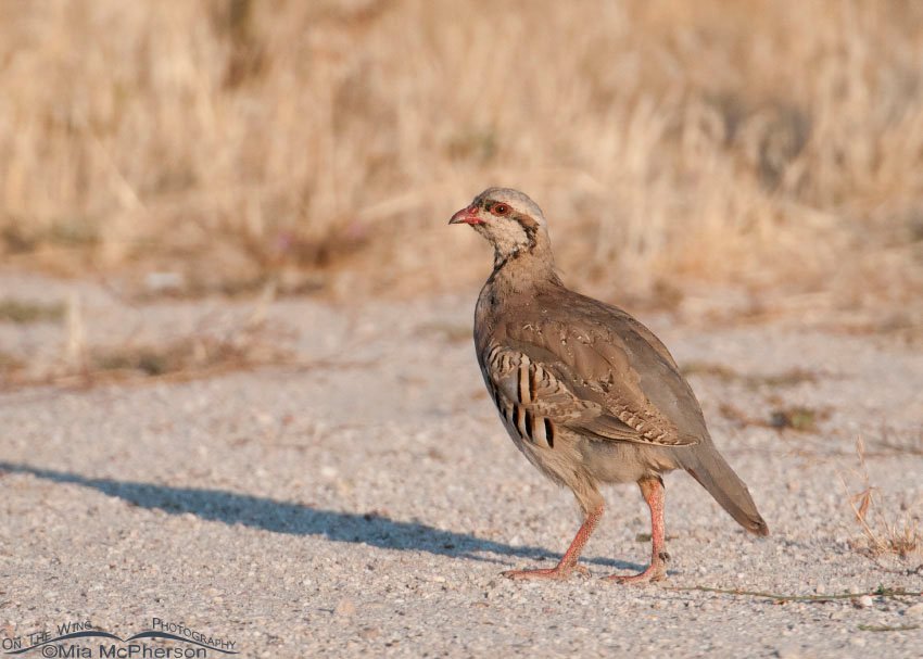 Juvenile Chukar molting into adult plumage, Antelope Island State Park, Davis County, Utah