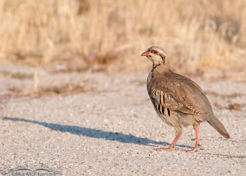 Molting juvenile Chukar, Antelope Island State Park, Davis County, Utah
