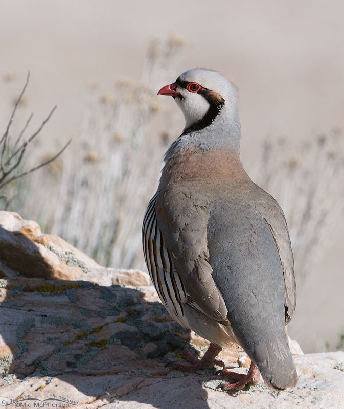 Chukar near the marina on Antelope Island State Park, Utah
