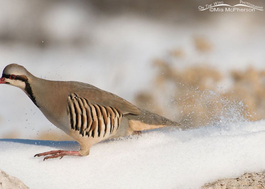 Clipped the bill on the Chukar, Antelope Island State Park, Davis County, Utah