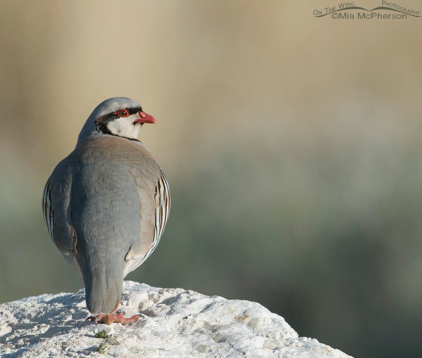 Back view of a Chukar, Antelope Island State Park, Davis County, Utah