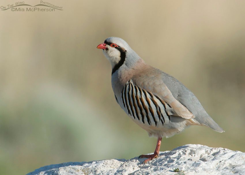 Side view of a Chukar perched on a boulder on Antelope Island State Park, Utah