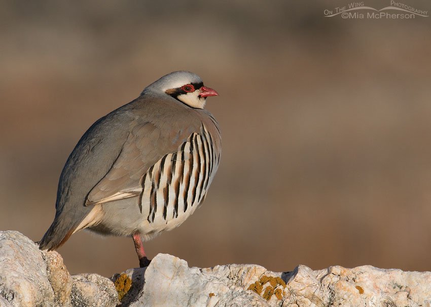Chukar warming up on the rocks on Antelope Island State Park, Utah
