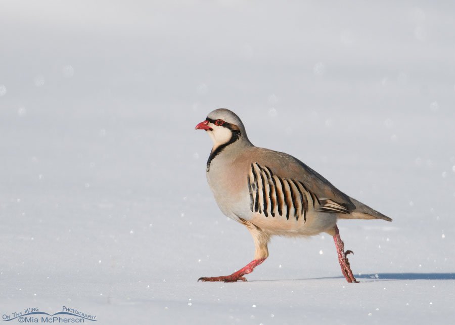 Chukar running across glittering snow on a clear January morning on Antelope Island State Park, Davis County, Utah