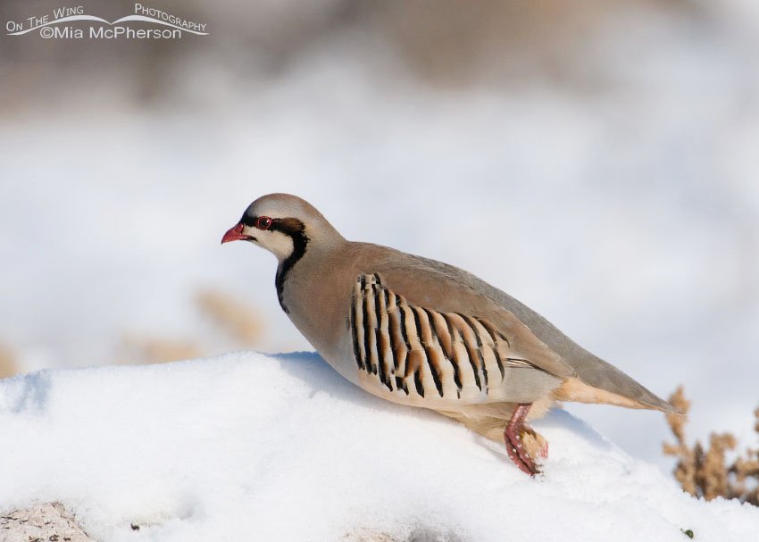 Chukar takes off running on a snow covered rock, Antelope Island State Park, Davis County, Utah