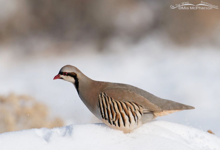Nervous Chukar in the snow on Antelope Island State Park in Utah on a cold December day
