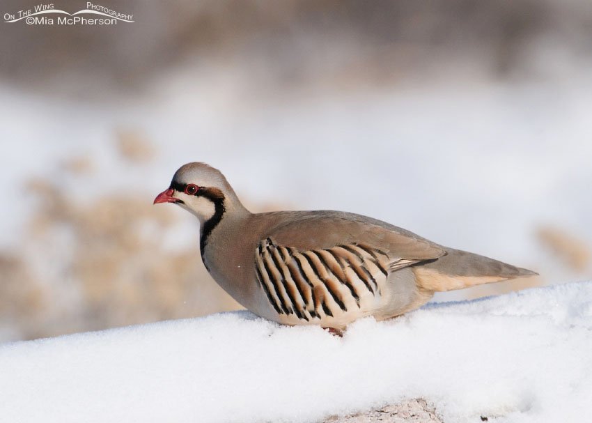 Chukar belly deep in snow after a heavy snowfall on Antelope Island State Park, Utah