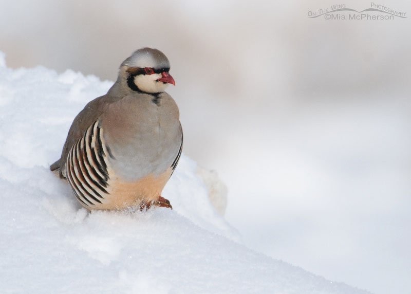 Chukar running on a snow covered rock on Antelope Island State Park, Utah