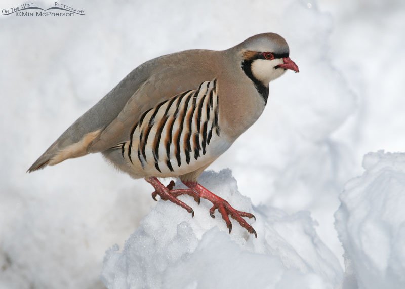 Mound of snow and a Chukar on a cold February morning. Antelope Island State Park, Davis County, Utah