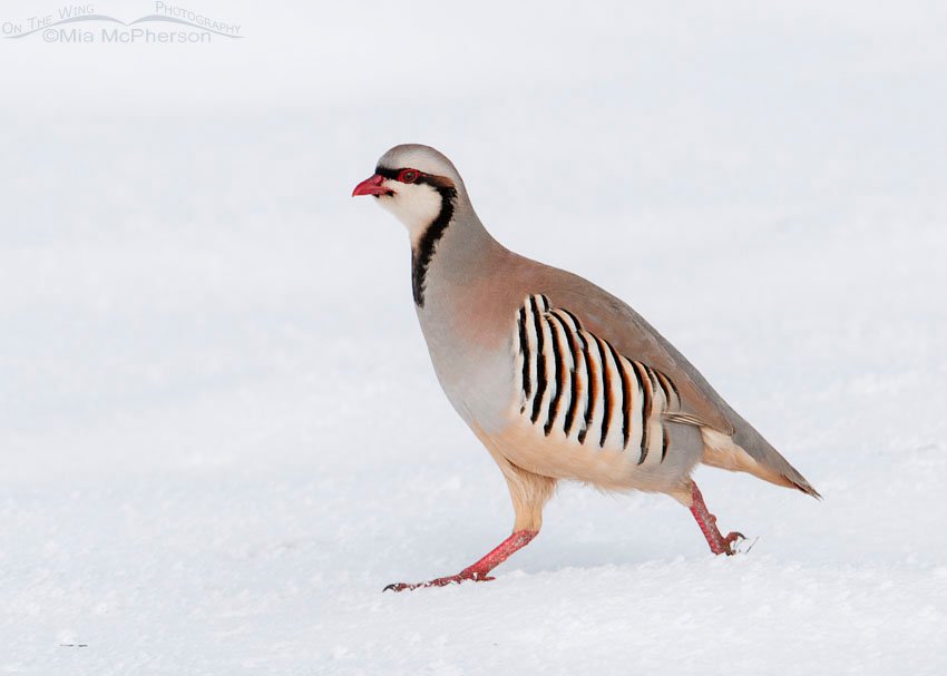 Chukar running in deep snow, Antelope Island State Park, Davis County, Utah