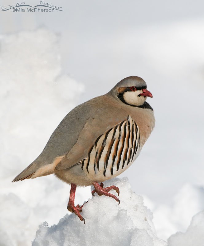 Chukar on top of a mound of snow next to a road, Antelope Island State Park, Davis County, Utah