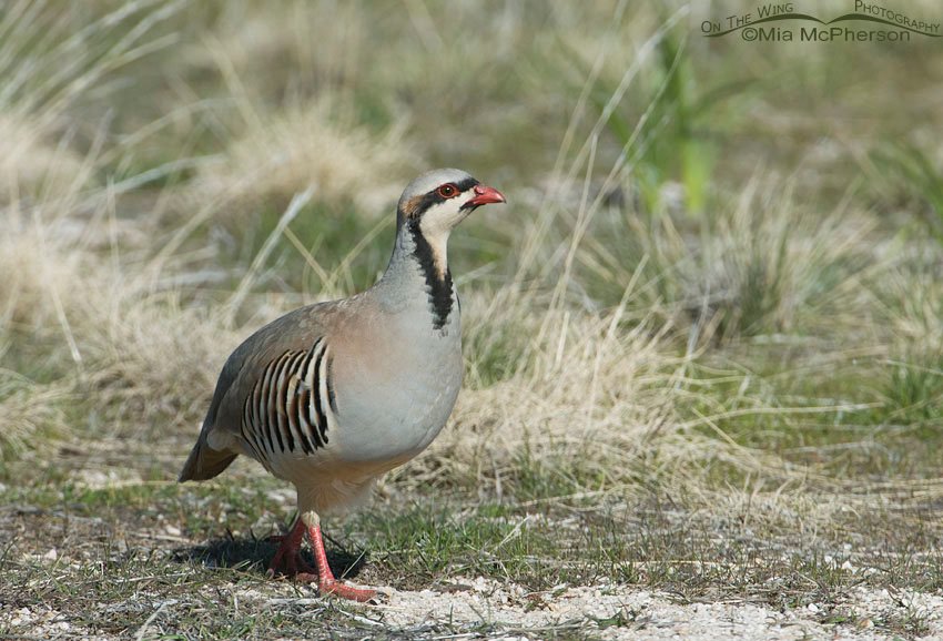 Chukar strolling by on a spring morning, Antelope Island State Park, Davis County, Utah